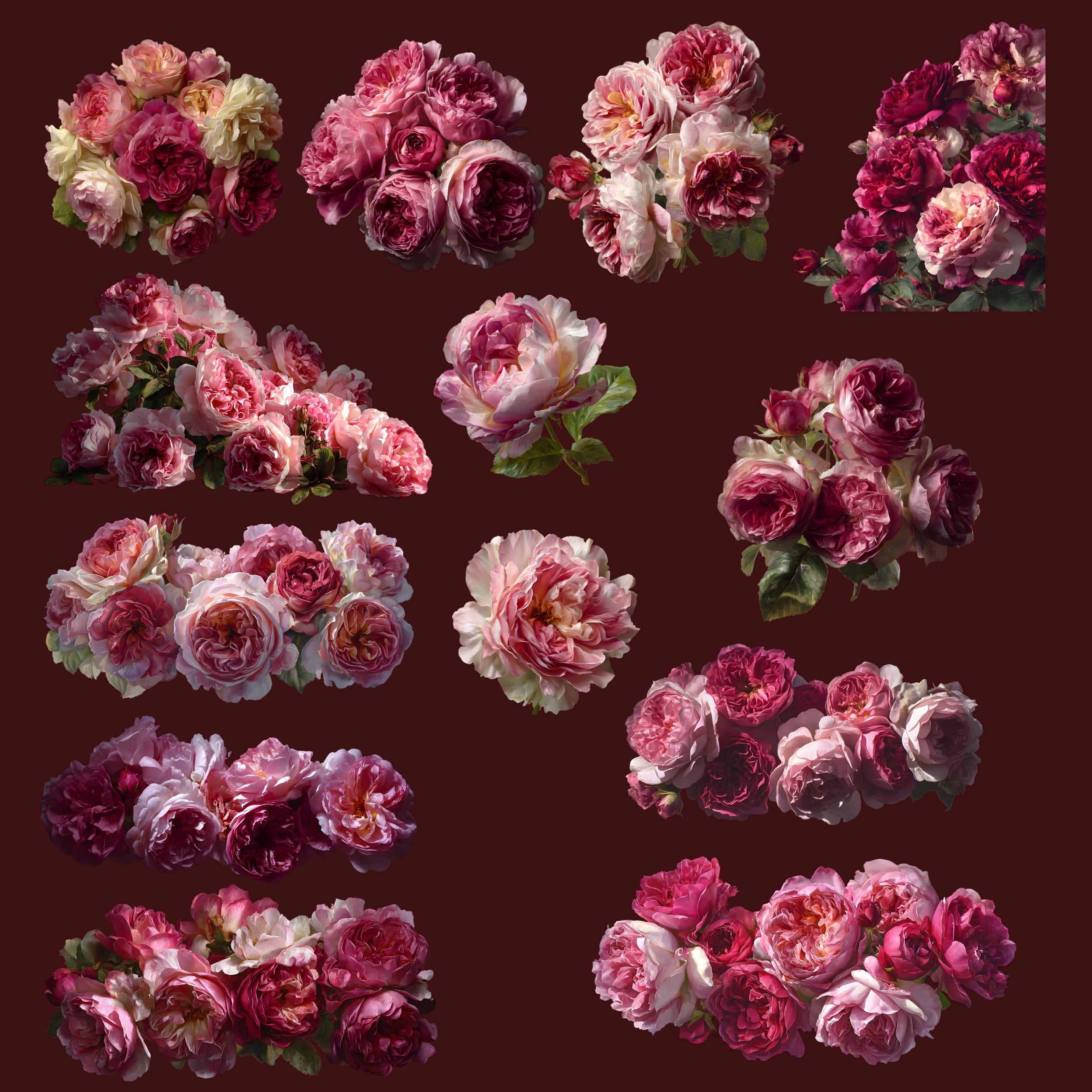 Pink Cabbage Roses Clipart | Romantic Floral Pngs | Vintage Garden Rose ...
