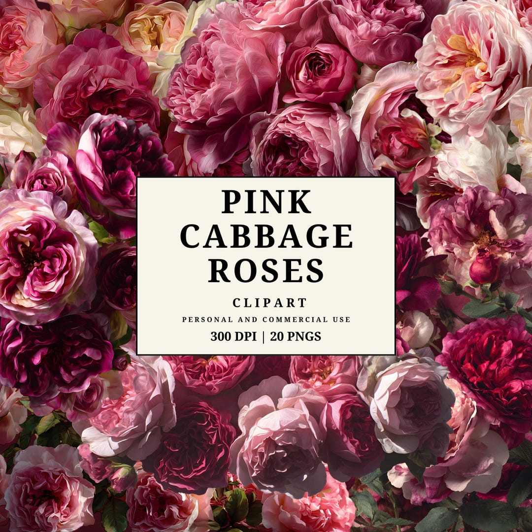 Pink Cabbage Roses Clipart | Romantic Floral Pngs | Vintage Garden Rose ...
