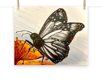 Butterfly - Reproduction of Original Drawing Illustration - Poster Art Print