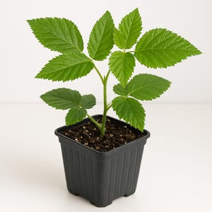 Prime-Ark Freedom Blackberry - Rubus - Live Plant - 3-4&quot; Pot - Indoor/Outdoor/Starter Plant