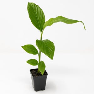 Dwarf Red Ginger - Alpinia purpurata - Live Plant - 3-4&quot; Pot - Indoor/Outdoor/Starter Plant