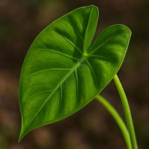 Kuching Mask ppaf Elephant Ear Taro - Alocasia - Live Plant - 3-4&quot; Pot - Indoor/Outdoor/Starter Plant