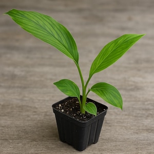 Yellow Turmeric Ginger - Curcuma longa - Live Plant - 3-4&quot; Pot - Indoor/Outdoor/Starter Plant