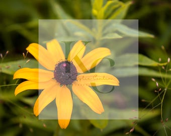Foto Black-eyed Susan (A): unieke kunstafdruk