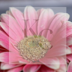 May include: Close-up of a pink gerbera daisy with a yellow center. The petals are a gradient of pink and white, with a darker pink edge. The flower is in full bloom, showcasing its delicate texture and vibrant colors.