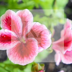 Martha Washington Geranium (J)