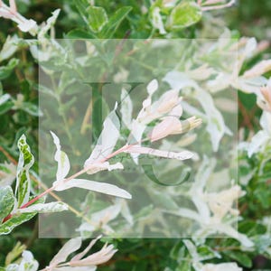 May include: A close-up shot of a plant featuring green and white variegated leaves and pale pink buds. The leaves display a striking pattern, with white margins and green centres. The image is well-lit, emphasising the plant's texture and details.