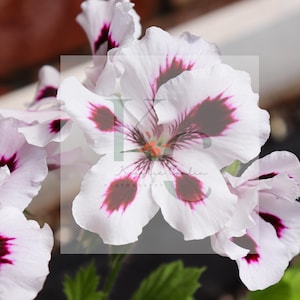 May include: Close-up of white geranium flowers with deep burgundy markings. The petals are delicate and ruffled, with a central cluster of stamens. The flowers are in full bloom, showcasing their intricate details.