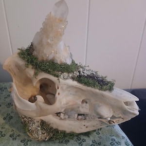 Einhorn Schädel
