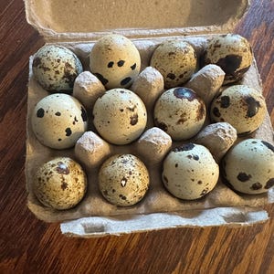 Peut inclure: Une douzaine d'œufs de caille tachetés dans une boîte en carton. Les œufs sont ovales, de couleur beige clair avec des taches marron foncé. La boîte est ouverte, révélant les œufs dans leurs compartiments.