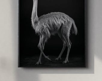 Black and White Vicuna Portrait | Powerful Wall Art Digital Print | Instant Download Poster | PDF, JPEG & PNG