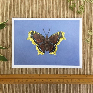Mourning Cloak Butterfly, Butterfly Print, 5x7 Art Print - Etsy