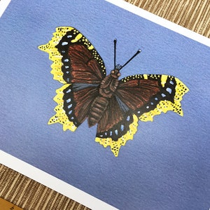 Mourning Cloak Butterfly, Butterfly Print, 5x7 Art Print - Etsy