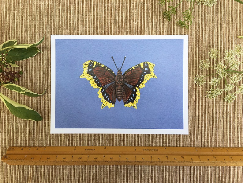 Mourning Cloak Butterfly, Butterfly Print, 5x7 Art Print - Etsy