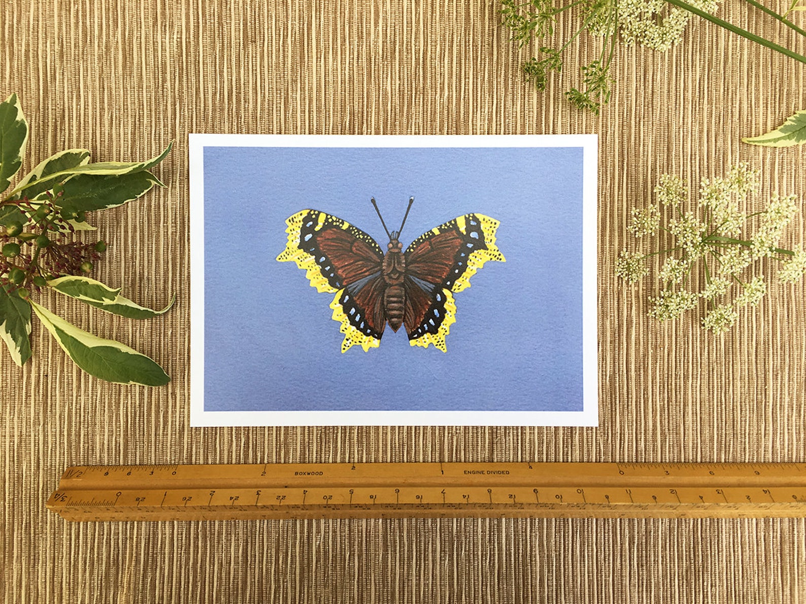 Mourning Cloak Butterfly, Butterfly Print, 5x7 Art Print - Etsy