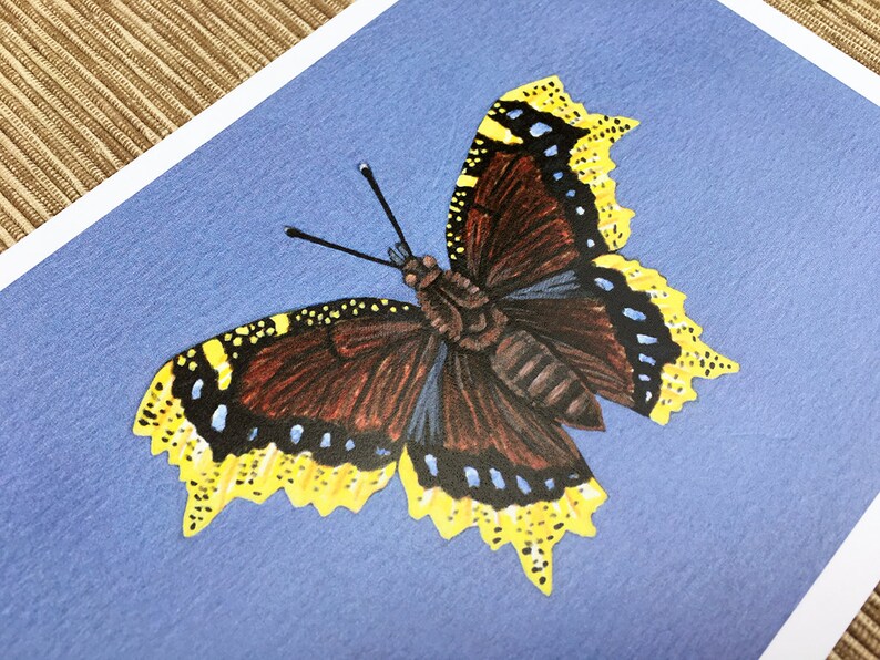 Mourning Cloak Butterfly, Butterfly Print, 5x7 Art Print - Etsy