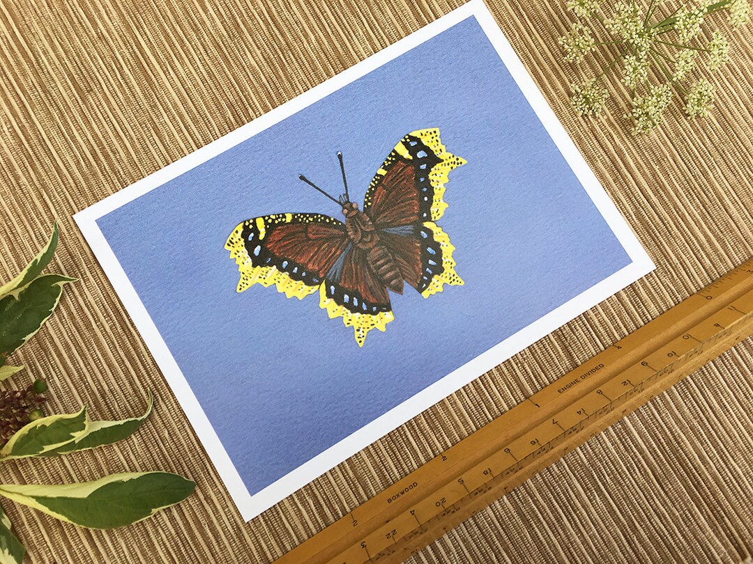 Mourning Cloak Butterfly, Butterfly Print, 5x7 Art Print - Etsy