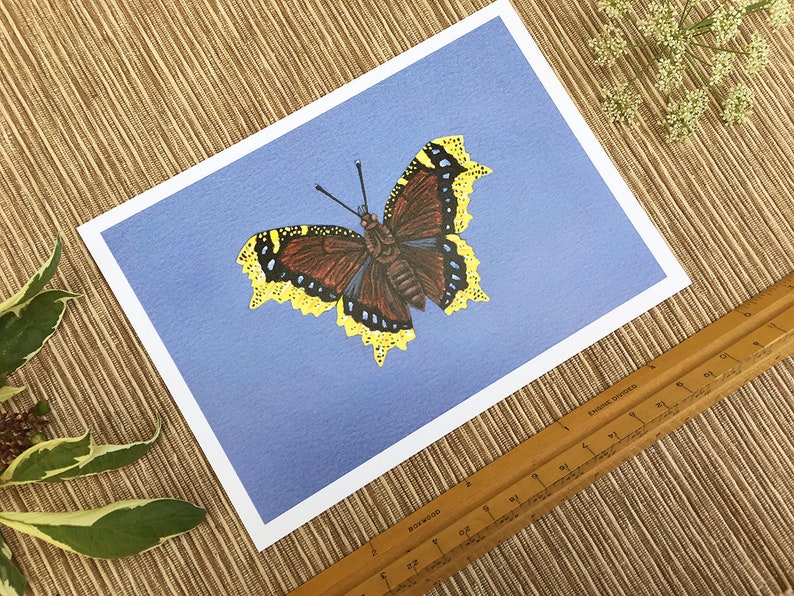 Mourning Cloak Butterfly, Butterfly Print, 5x7 Art Print - Etsy