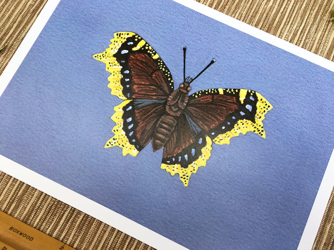 Mourning Cloak Butterfly, Butterfly Print, 5x7 Art Print - Etsy