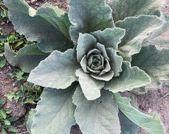 Organic Dried Mullein Leaves ~ Loose Leaf ~ Natural Craft Botanical Herb, Potpourri, Ritual Supply 14g