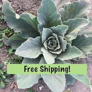 Puede incluir: Primer plano de una planta grande y frondosa con hojas anchas, texturizadas y de color verde grisáceo. La planta tiene una roseta central y está rodeada de tierra y hierba. El texto "Free Shipping!" está en una pancarta verde.