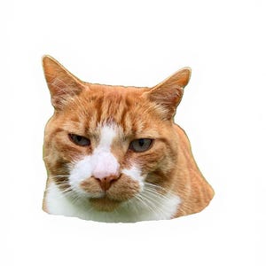 Grumpy Ginger Cat Sticker – Joey the Judgy Cat, Funny Mood Sticker for Laptops, Water Bottles, Journals & Gifts for Cat Lovers