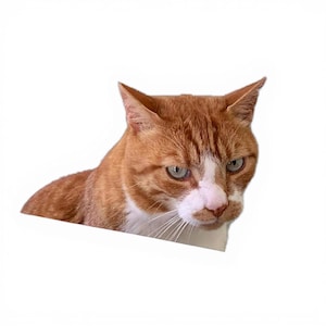 Joey the Cat Sticker – Realistic Orange Tabby Face Decal for Laptops, Bottles, Journals & Gifts for Cat Lovers