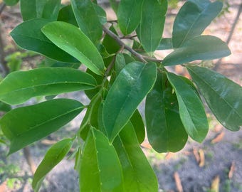 FÄRSKA GRÖNSAKBLAD