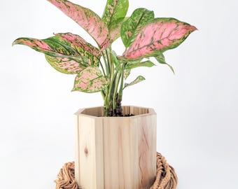 Jardinière octogonale en bois avec macramé