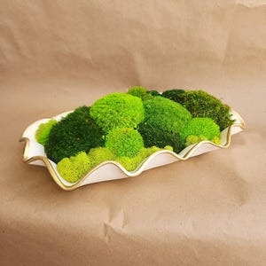 May include: A decorative white ceramic dish with a wavy edge and gold trim, filled with vibrant green moss. The moss varies in shades from light to dark green, creating a textured, natural display.