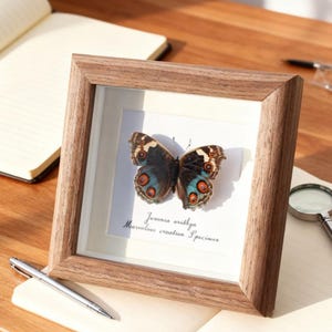Esemplare personalizzato di farfalla pavone smeraldo, espositore entomologico con cornice artistica, regalo unico per la decorazione della casa per gli amanti della natura