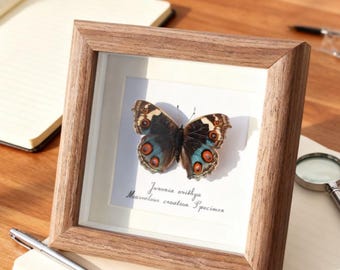 Custom Emerald Peacock Butterfly Specimen, Artsy Framed Entomology Display, Unique Home Decor Gift for Nature Lovers