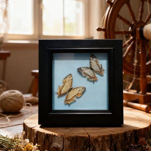 Puede incluir: Un marco negro cuadrado que contiene tres mariposas con alas de color beige y blanco sobre un fondo azul claro. Las mariposas están dispuestas de forma decorativa dentro del marco, creando una pieza decorativa.