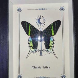 May include: Framed artwork featuring a Urania leilus butterfly. The butterfly has black wings with green stripes and blue accents. The artwork is framed in a black wooden frame with decorative celestial elements.