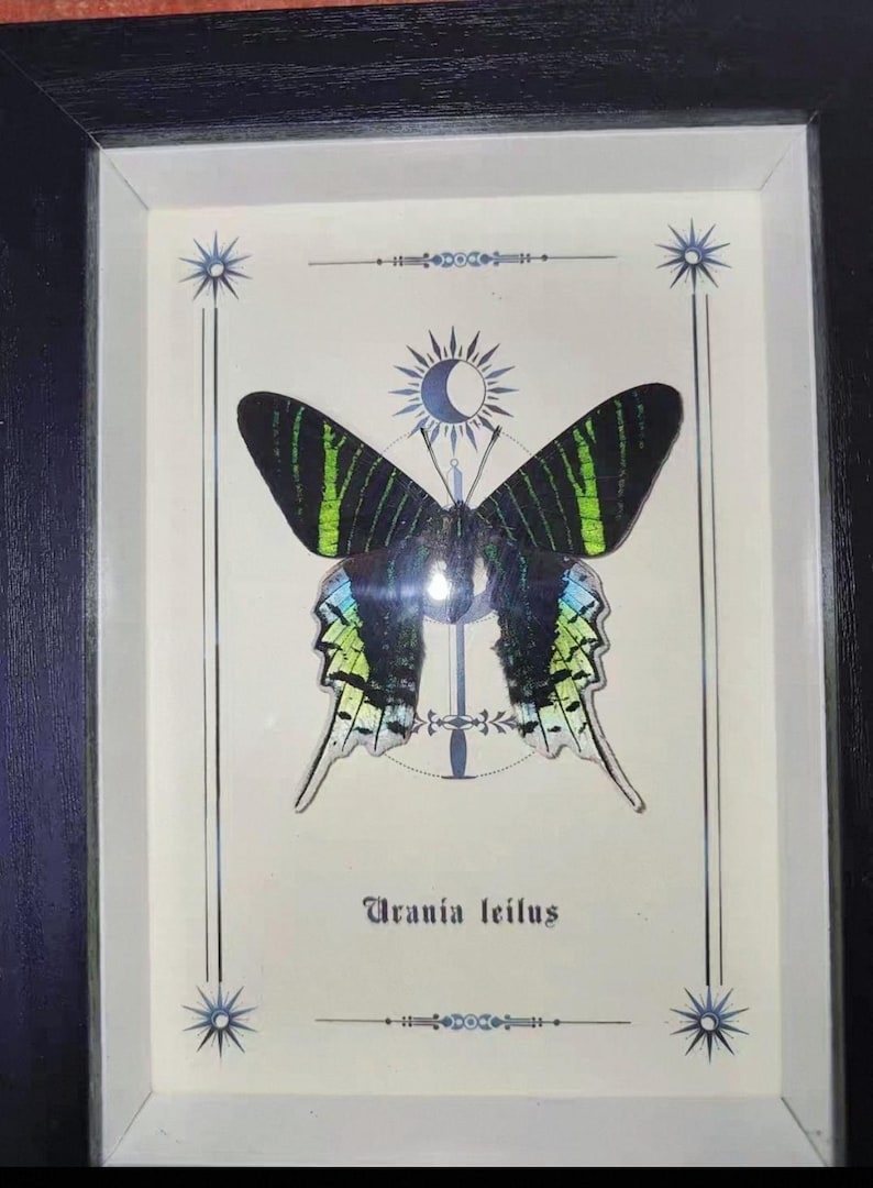 May include: Framed artwork featuring a Urania leilus butterfly. The butterfly has black wings with green stripes and blue accents. The artwork is framed in a black wooden frame with decorative celestial elements.