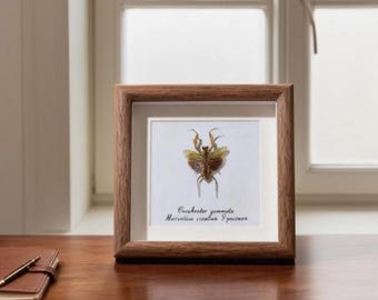 Orchid Mantis Insect Specimen Shadow Box | Natural History Display | Entomology Art Frame | Educational Science Gift