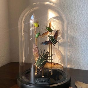 Real Scarab Beetle Specimen, Forest Style Insect Taxidermy, Glass Dome Display, Fade Resistant Decor, Unique Nature Gift