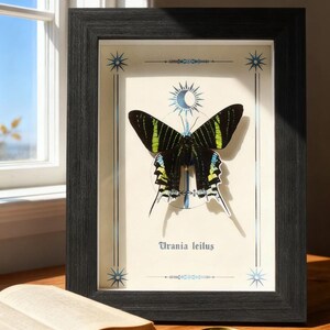 May include: A framed print featuring a Urania leilus butterfly with black wings, green and yellow markings, and a cream-colored background. The black frame surrounds the artwork, with a book and magnifying glass in the foreground.
