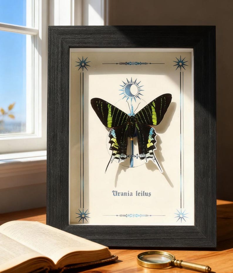 May include: A framed print featuring a Urania leilus butterfly with black wings, green and yellow markings, and a cream-colored background. The black frame surrounds the artwork, with a book and magnifying glass in the foreground.