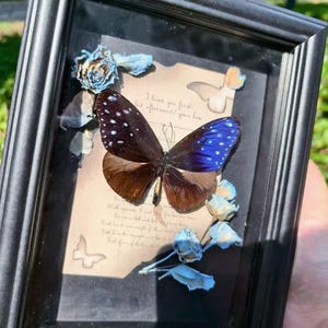 Real Butterfly  Frame Original Butterfly in Frame  - Handmade Framed Art with Pressed Flowers , New Year Gift for Nature Lovers,Gift for Her