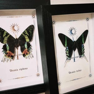 May include: Two framed butterfly specimens. Each butterfly has black wings with green and yellow stripes. The frames are black, and the background is white with decorative celestial elements. The text "Urania ripheus" and "Urania leilus" are visible.