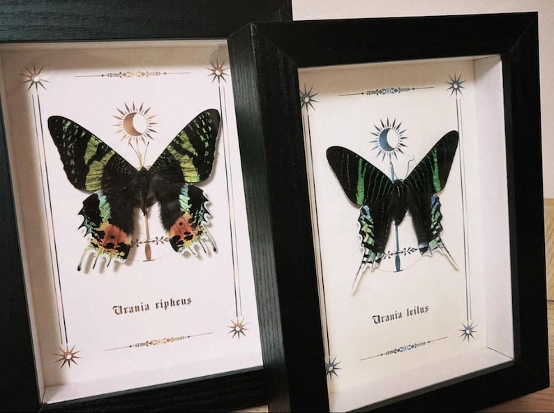 May include: Two framed butterfly specimens. Each butterfly has black wings with green and yellow stripes. The frames are black, and the background is white with decorative celestial elements. The text "Urania ripheus" and "Urania leilus" are visible.