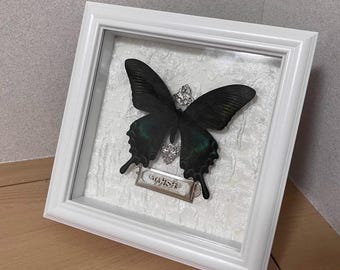 Customized Emerald Swallowtail Butterfly Specimen in Frame, Real Insect Display Art, Unique Gift for Nature Lovers, Nature Home Decor