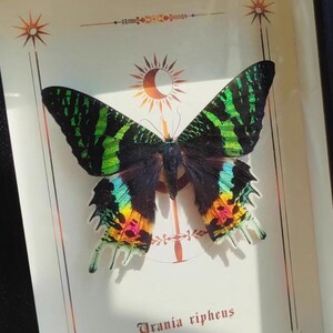 May include: A framed display featuring a vibrant Urania ripheus butterfly. The butterfly has black wings with green, yellow, and blue markings. The artwork includes decorative sun and star motifs, and the scientific name is printed at the bottom.