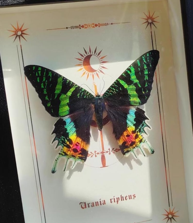 May include: A framed display featuring a vibrant Urania ripheus butterfly. The butterfly has black wings with green, yellow, and blue markings. The artwork includes decorative sun and star motifs, and the scientific name is printed at the bottom.