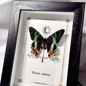 May include: A framed display featuring a Madagascan sunset moth (Urania ripheus). The moth has black wings with green and yellow markings. The frame is black, and the background is white with decorative star and sunburst designs.