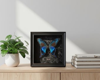 Ejemplar de mariposa pavo real de bandas verdes, caja redonda de 15 cm / Papilio Palinurus real / Arte mural de historia natural / Regalo de insectos