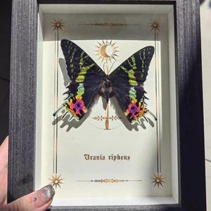 May include: A framed display featuring a Urania ripheus butterfly. The butterfly has black wings with green, yellow, pink, and purple markings. The frame is gray, and the background is off-white with decorative gold accents. The butterfly is centered in the frame.