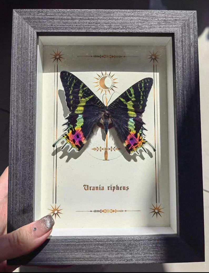May include: A framed display featuring a Urania ripheus butterfly. The butterfly has black wings with green, yellow, pink, and purple markings. The frame is gray, and the background is off-white with decorative gold accents. The butterfly is centered in the frame.