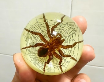 Glowing Spider Resin Paperweight, Real Insect Specimen, Epoxy Encased Bioluminescent Art, Educational Kids Gift, Night Light Decor